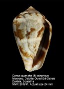 Conus guanche (f) saharicus
